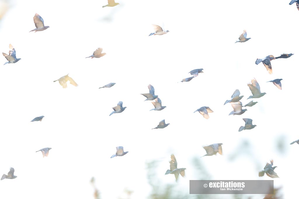 Abstract photograph of pigeons in flight early morning, by Excitations for Outback Photography